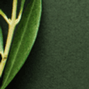 Teamerfolgreich logo
